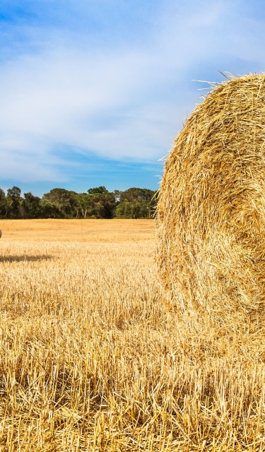 Hay Bales Hay Bales